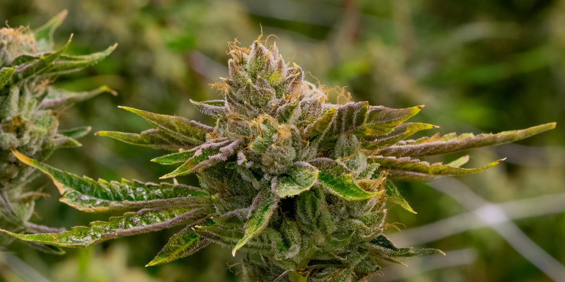 Hanf - Trichome