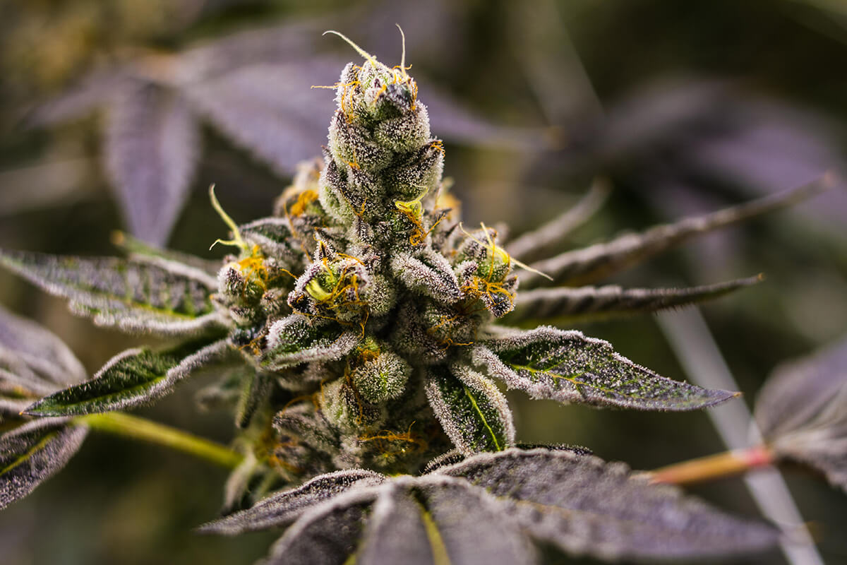 Hanfblüte - Terpene - Trichome